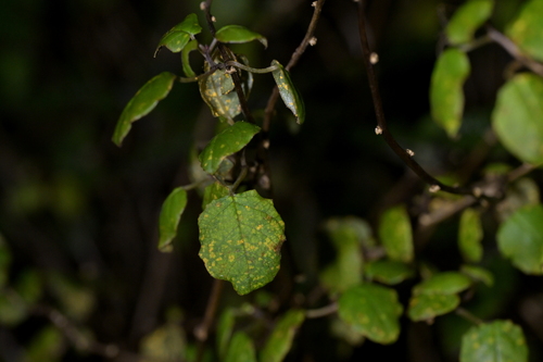 Fuchsia perscandens, photograph 2