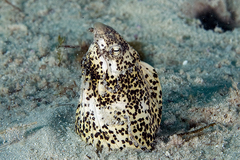 Callechelys marmorata