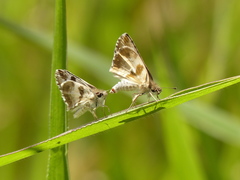Heliopetes domicella