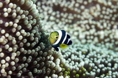 Amphiprion polymnus