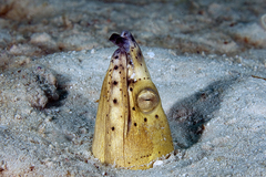 Ophichthus altipennis