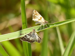 Heliopetes domicella