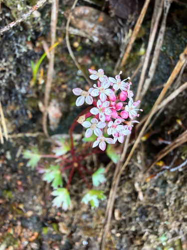 Trachymene saniculifolia observed 2026-05-26
