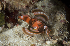 Dendrochirus biocellatus