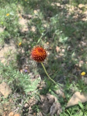 Gaillardia suavis