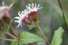 Chromolaena bigelovii