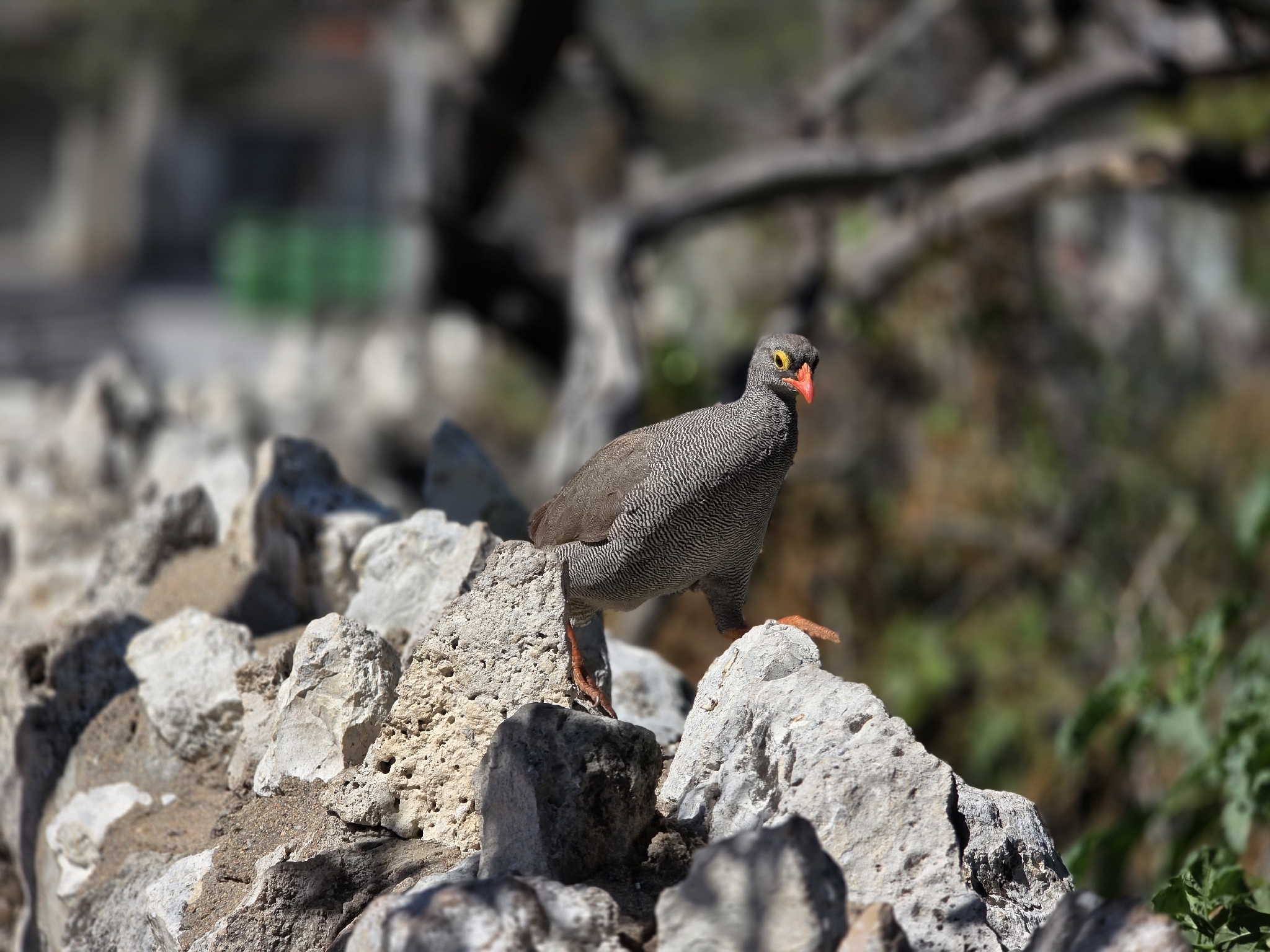 Red-billed Spurfowl (Pternistis adspersus), photo 5