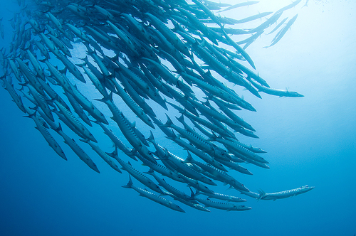 Chevron barracuda