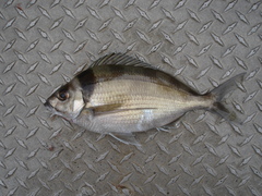 Nemadactylus macropterus