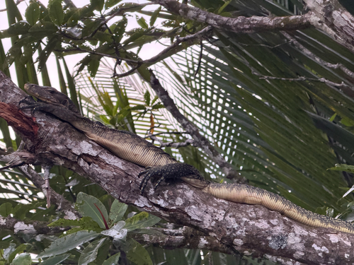 Common Water Monitor