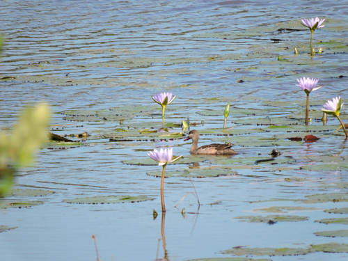 iNaturalist image