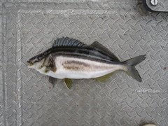 Latris lineata