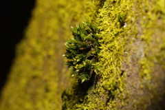 Orthotrichum stramineum