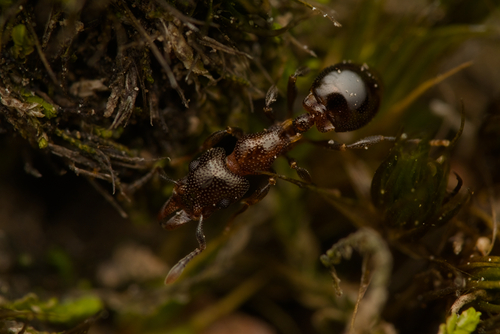 Mesostruma bellaMesostruma bella