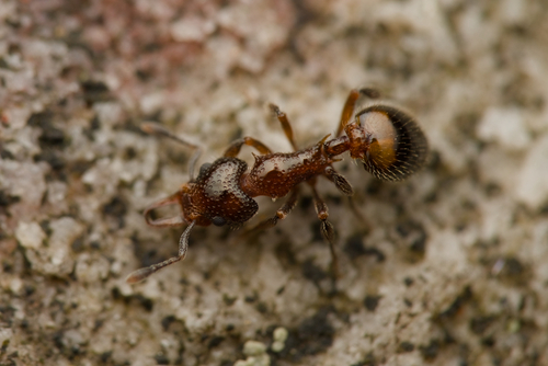 Epopostruma aviculaEpopostruma avicula