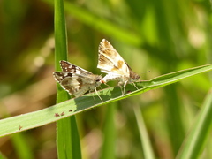Heliopetes domicella
