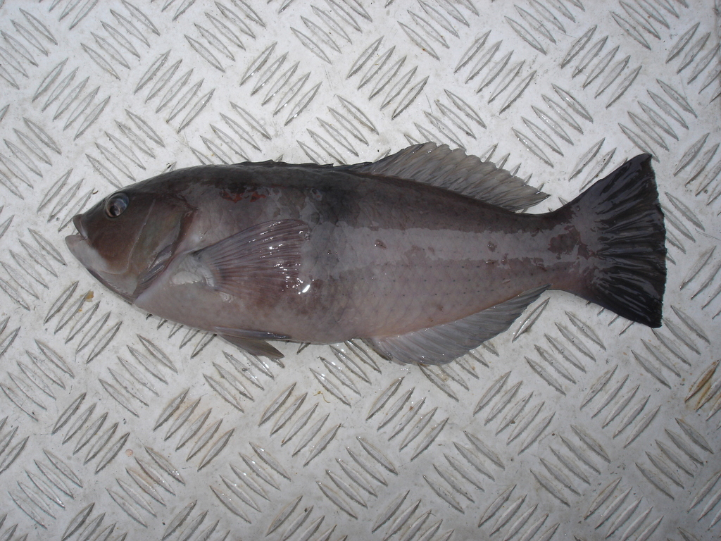 Girdled Wrasse