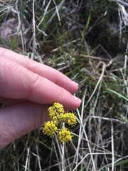 Lomatium triternatum