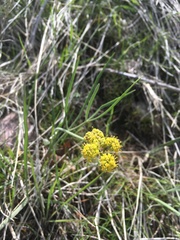 Lomatium triternatum
