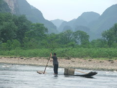 Anas platyrhynchos domesticus