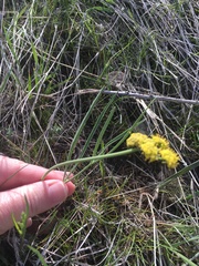 Lomatium triternatum
