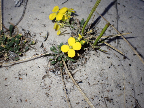 Erysimum menziesii, photograph 6