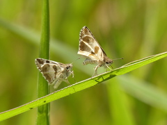 Heliopetes domicella