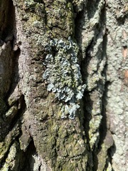 Crespoa crozalsiana