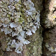 Crespoa crozalsiana