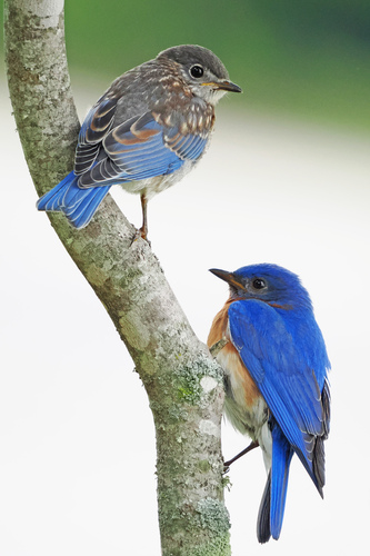 Eastern bluebird