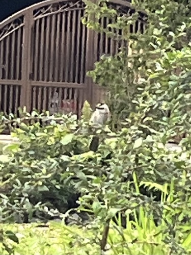 Yellow-vented Bulbul