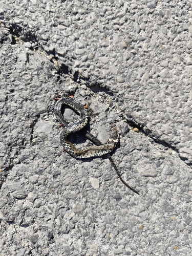 Barred Grass Snake