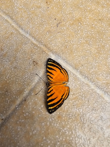 Fire-banded Metalmark