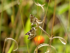 Heliopetes domicella