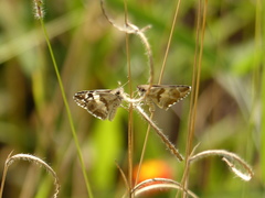 Heliopetes domicella