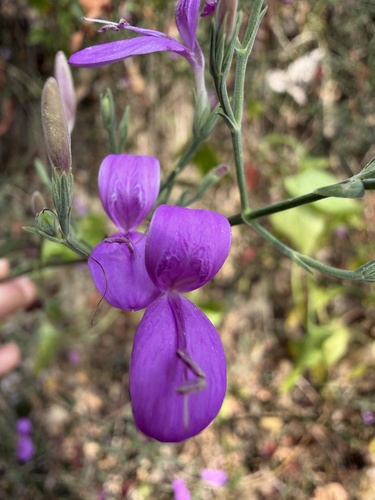 Hypoestes purpurea, 2026-01-20