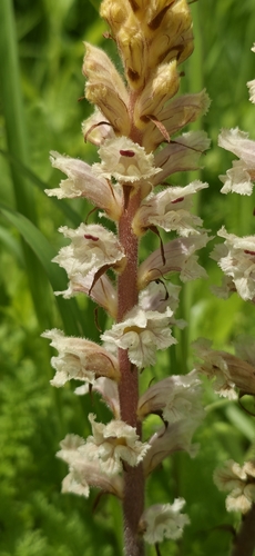 Orobanche crenata