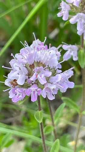 Thymus pulegioides
