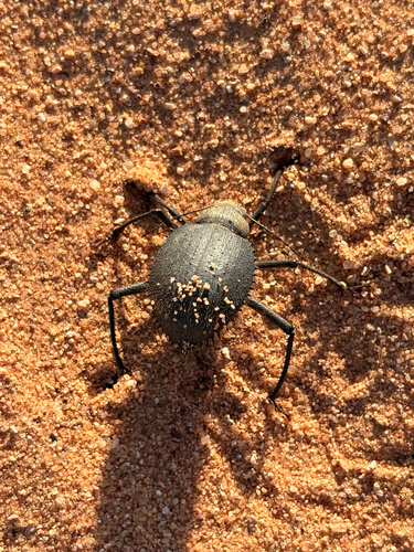 Urchin Beetle