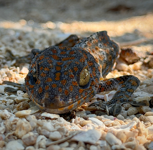 Tokay Gecko