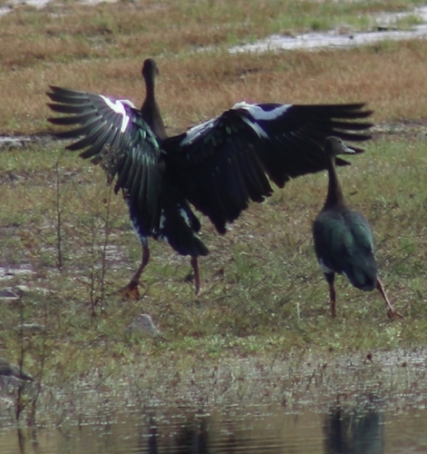iNaturalist: (c) eugenevs, some rights reserved (CC BY-NC), uploaded by eugenevs iNaturalist image