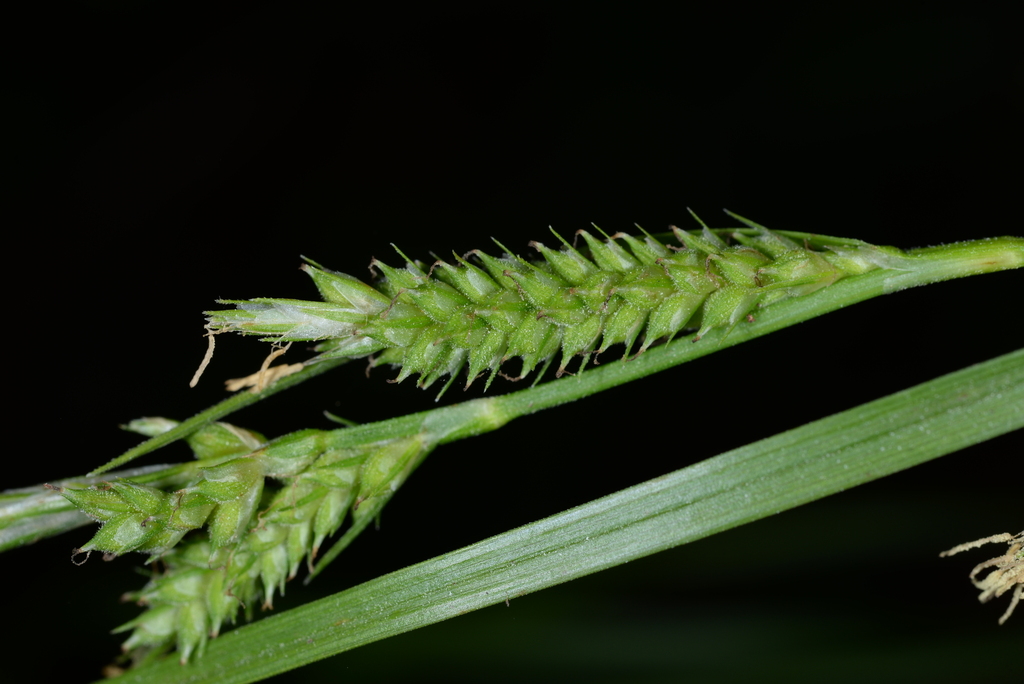 Carex hsinchuensis