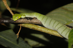 Trimeresurus sumatranus
