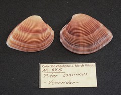 Lamelliconcha concinna