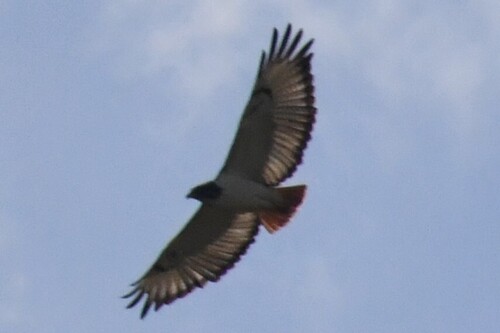 Augur Buzzard