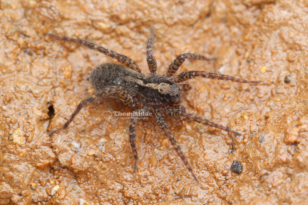 Kuncosa ningboensis