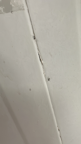 Longhorn Crazy Ant