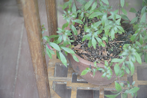 Strobilanthes japonica iNat (3)
