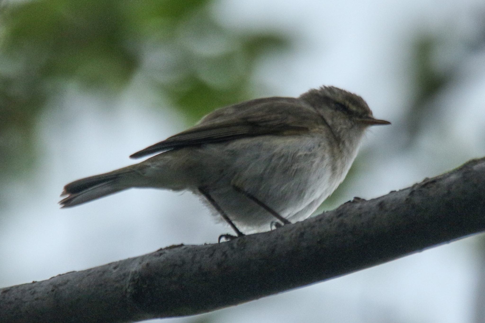 Mountain Chiffchaff (Phylloscopus sindianus), photo 7