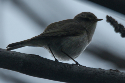 Mountain Chiffchaff (Phylloscopus sindianus), photo 9